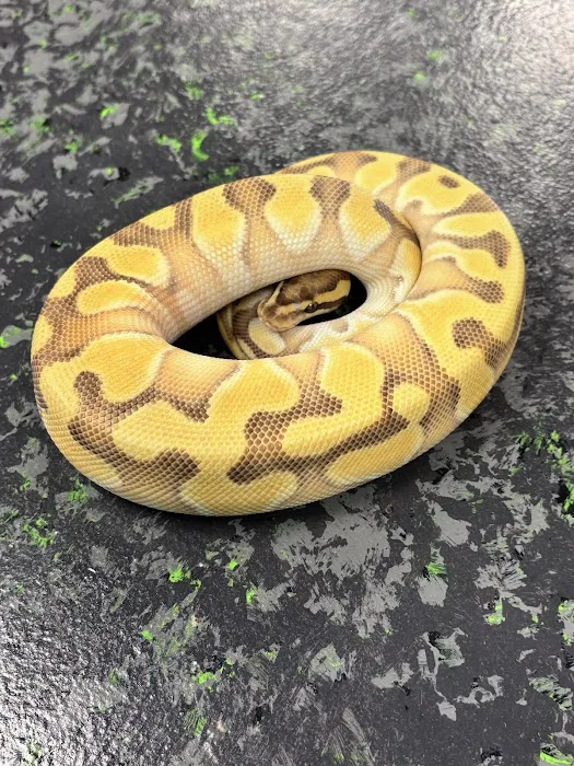 Showcase Reptiles Picture 8