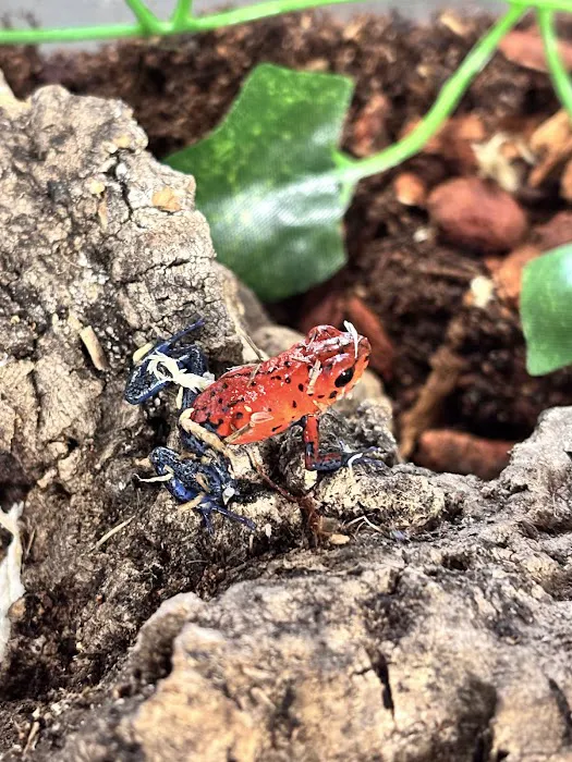 Showcase Reptiles Picture 9
