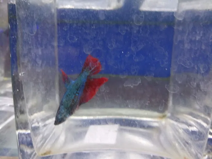 Uncle Ned's Fish Factory Picture 5