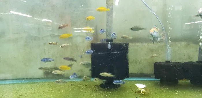 Uncle Ned's Fish Factory Picture 1