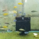 Uncle Ned's Fish Factory