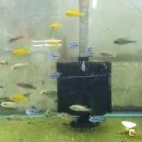 Uncle Ned's Fish Factory ico