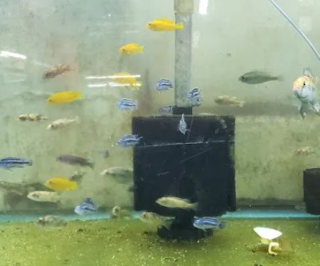 Uncle Ned's Fish Factory