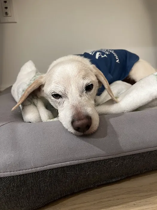 The Schwarzman Animal Medical Center Picture 7