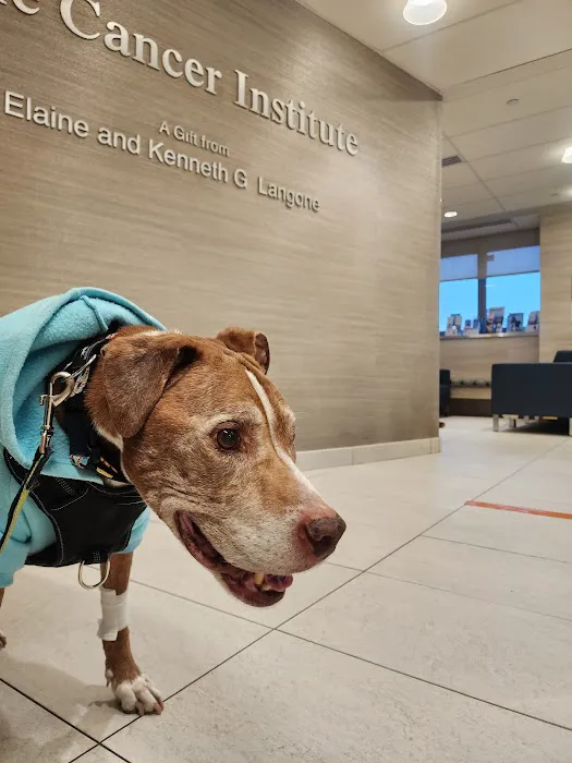 The Schwarzman Animal Medical Center Picture 5