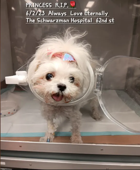 The Schwarzman Animal Medical Center Picture 10