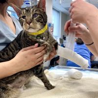 The Schwarzman Animal Medical Center ico