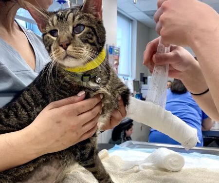 The Schwarzman Animal Medical Center