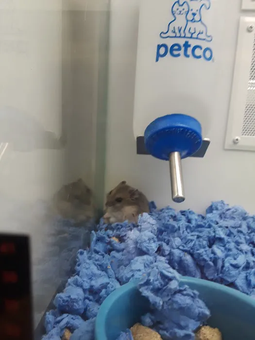 Petco Picture 4