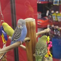 Petco ico