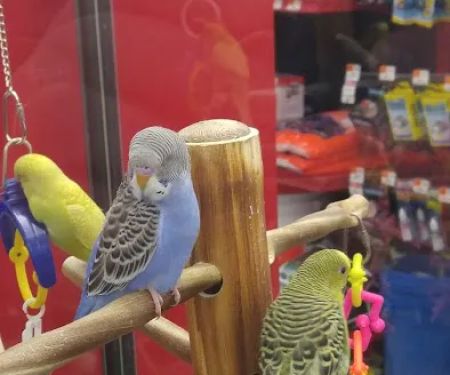 Petco