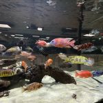 OSA Aquarium Superstores & Services- Seekonk MA
