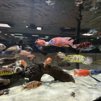 OSA Aquarium Superstores & Services- Seekonk MA ico