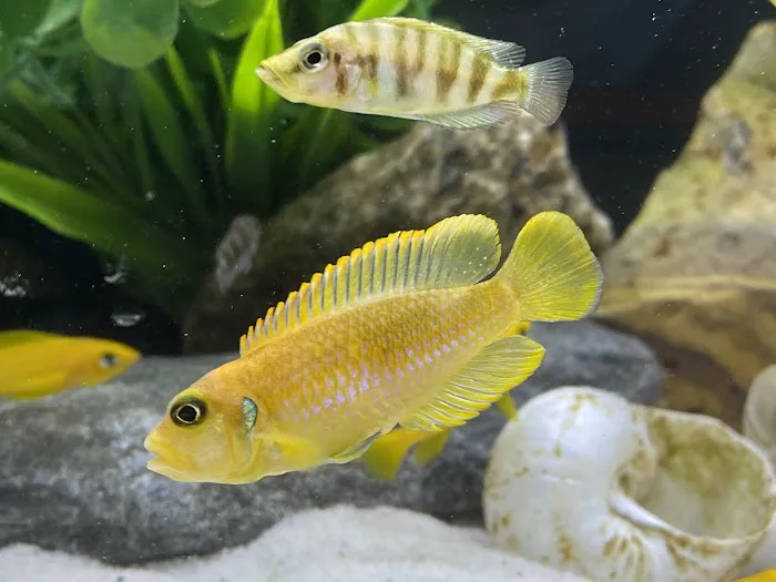 OSA Aquarium Superstores & Services- Seekonk MA Picture 2