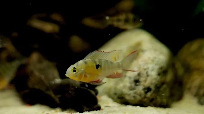 OSA Aquarium Superstores & Services- Seekonk MA Picture 3