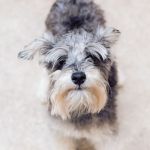East Side Animal Hospital