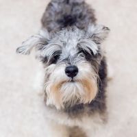 East Side Animal Hospital ico