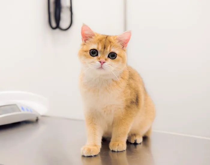 East Side Animal Hospital Picture 7