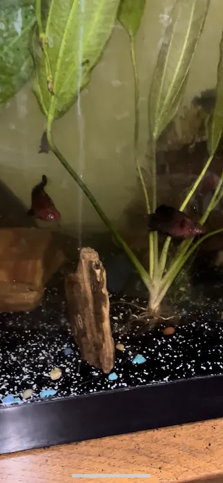 The Fish World Picture 7