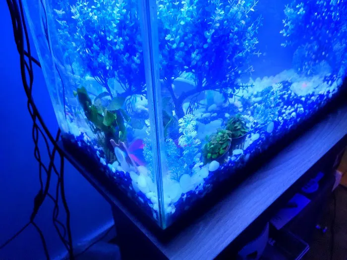 The Fish World Picture 3