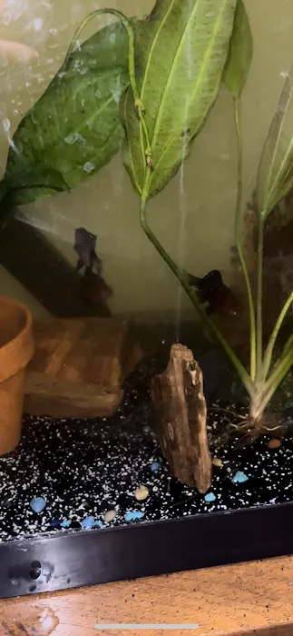 The Fish World Picture 6