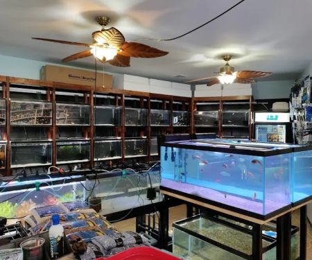 The Fish World