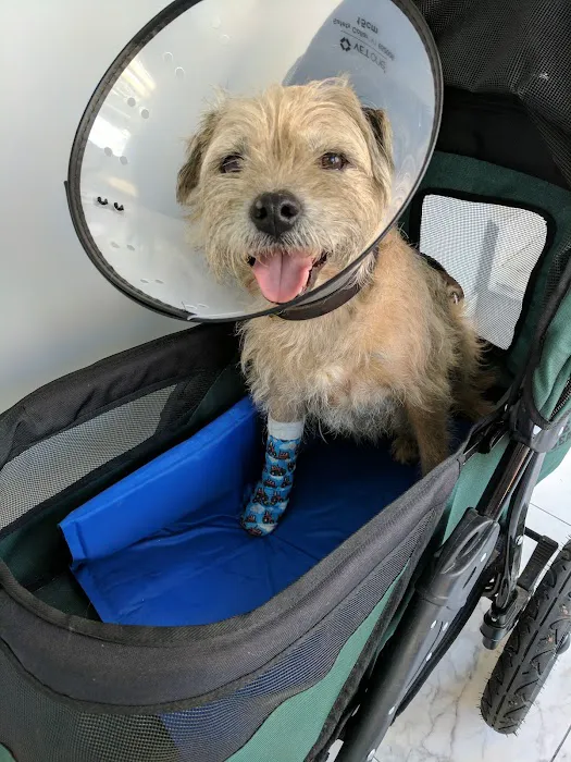 Sutton Animal Hospital Picture 5