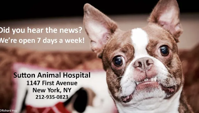 Sutton Animal Hospital Picture 8