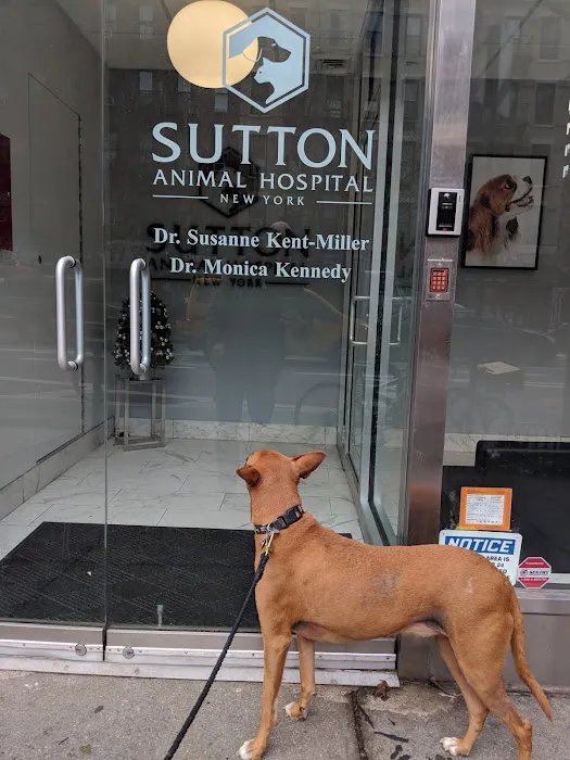 Sutton Animal Hospital Picture 1