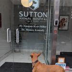 Sutton Animal Hospital