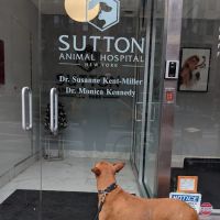 Sutton Animal Hospital ico