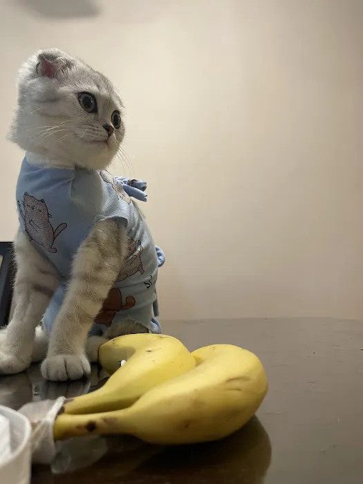 4 Legged Friends Veterinary Clinic PC Picture 5