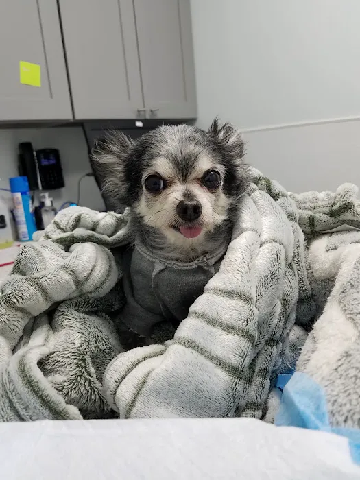 4 Legged Friends Veterinary Clinic PC Picture 10