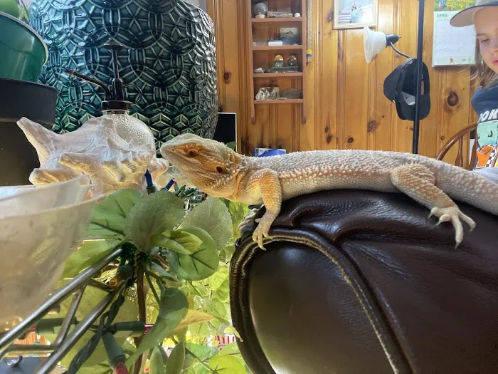 Dinky Reptiles And Aquatics Picture 5