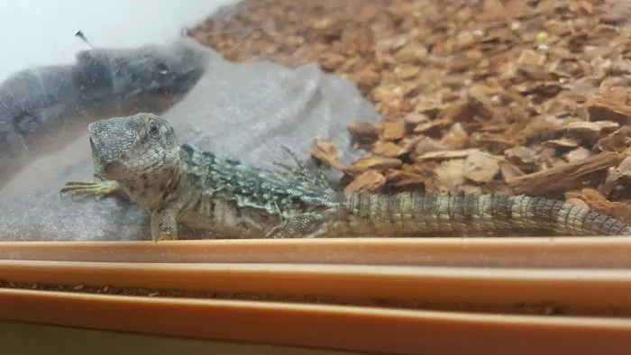 Dinky Reptiles And Aquatics Picture 6