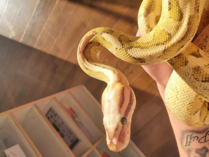Dinky Reptiles And Aquatics Picture 8