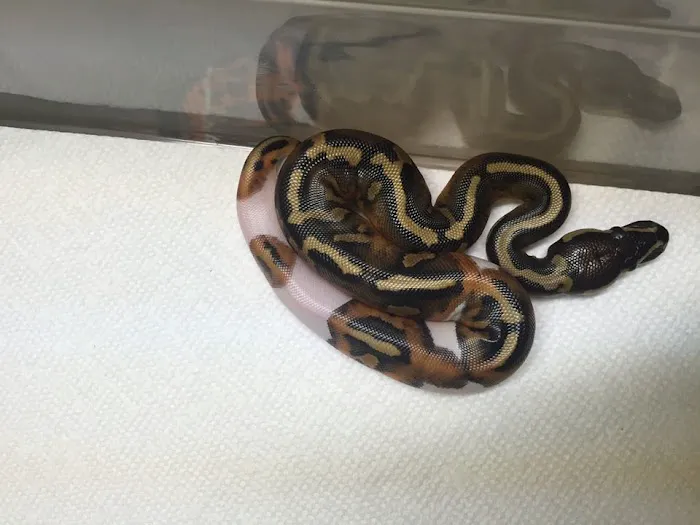 Dinky Reptiles And Aquatics Picture 2