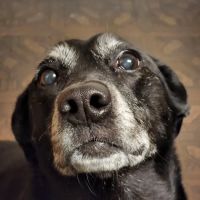 Bath Animal Hospital ico