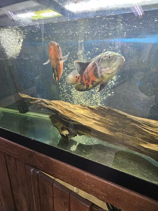 Luckys Aquarium Picture 3