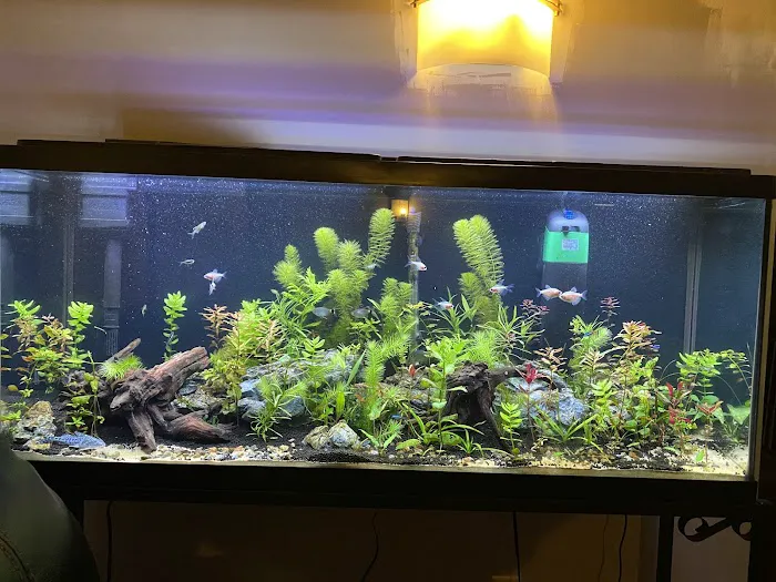 Luckys Aquarium Picture 10