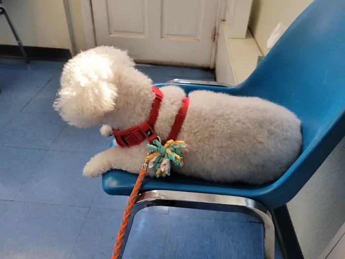 Animal Clinic of Bay Ridge Picture 3
