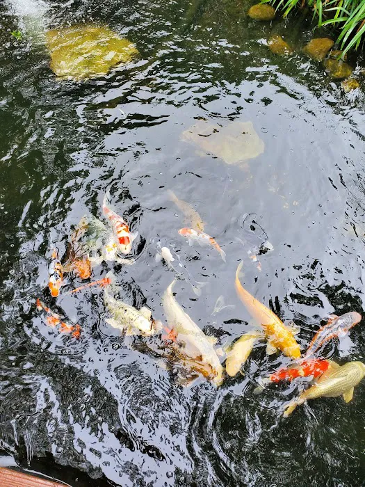 New England Koi Picture 2
