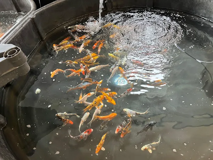New England Koi Picture 3