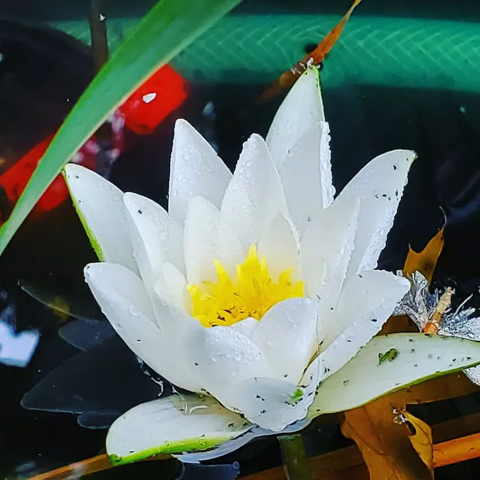 New England Koi Picture 6