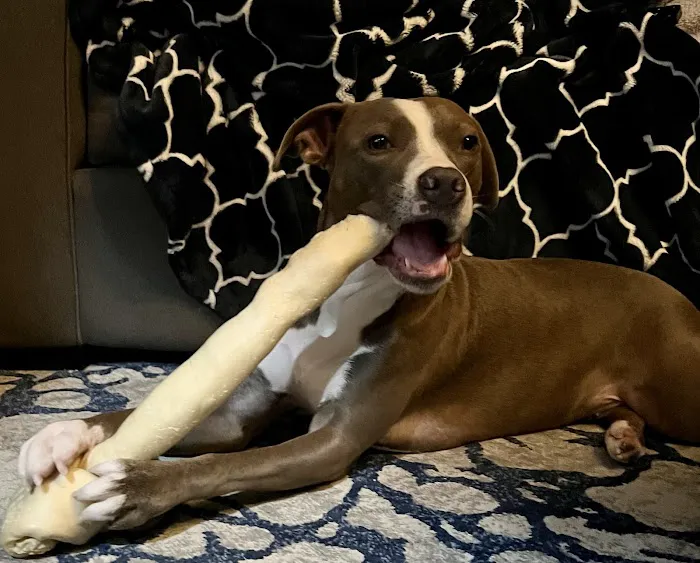 Loving Paws Animal Hospital Picture 9