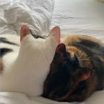 Loving Paws Animal Hospital