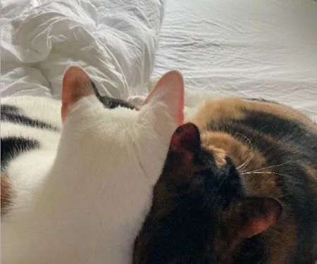 Loving Paws Animal Hospital