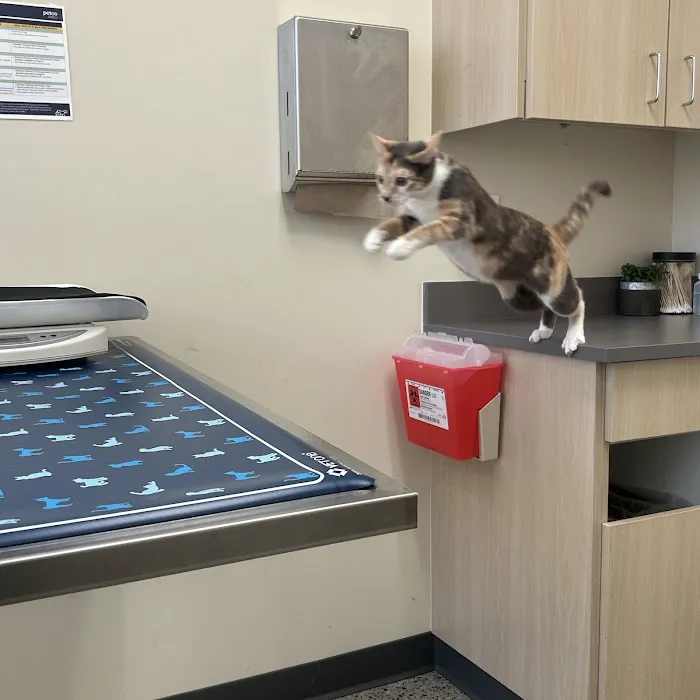 Vetco Total Care Animal Hospital Picture 2
