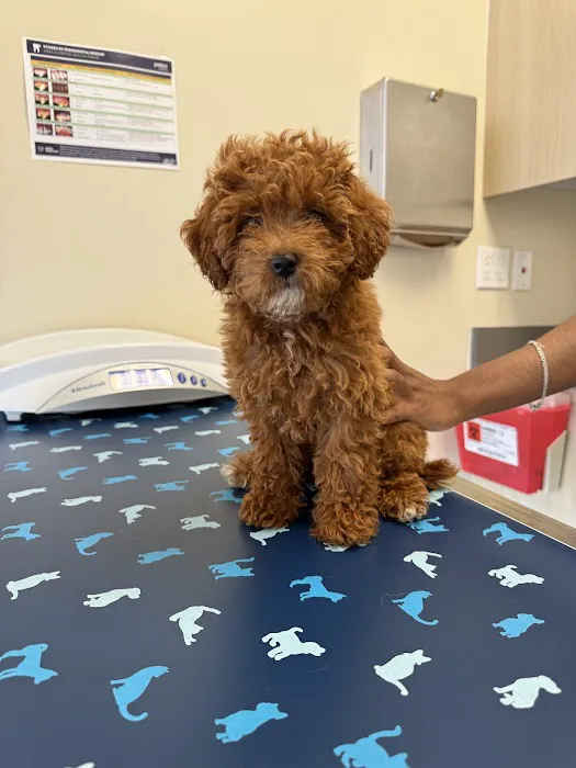 Vetco Total Care Animal Hospital Picture 1