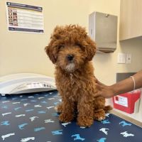 Vetco Total Care Animal Hospital ico